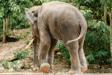 动物园里用链子拴着背上长着象牙的雄性亚洲象。