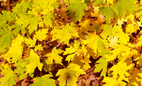秋天里的枫叶摄影照片_森林里的枫叶