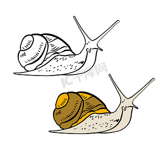 彩色蜗牛壳摄影照片_彩色和黑白着色书的插图。
