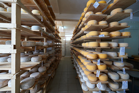 奶酪工厂生产货架上陈旧的奶酪