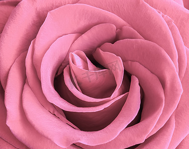 淡粉色的玫瑰花瓣。