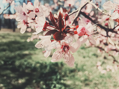 正青春正能量海报摄影照片_苹果树花盛开的复古背景，春天花开