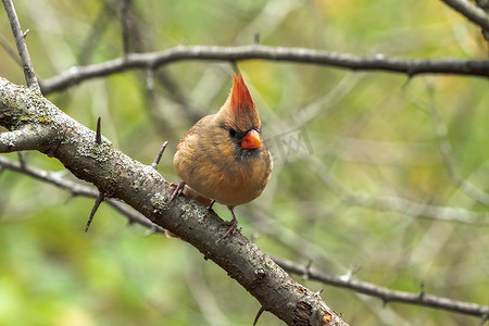 中西部摄影照片_一张特写野生鸟类照片，照片中一只成年雌性北红衣主教栖息在中西部森林的树枝上。