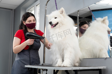 女美容师正在给萨摩耶犬剪毛、清洗后用吹风机吹干。