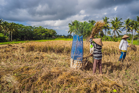 粮食日摄影照片_2019年5月23日，印度尼西亚巴厘岛：印度尼西亚农民在巴厘岛乌布的田里筛选稻米。