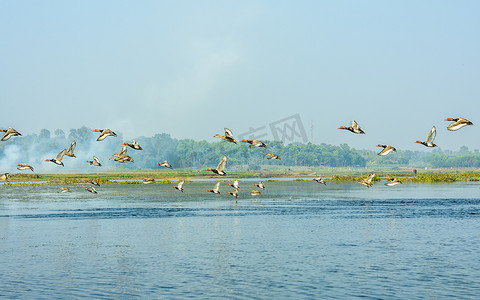 奥克拉鸟类保护区发现的淡水和栖息地的水生候鸟陆生鸟类。