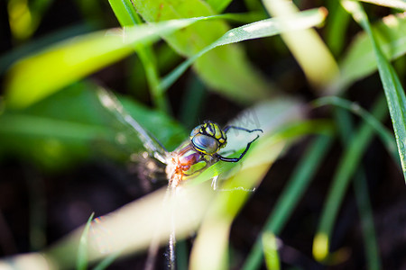 细长的腿摄影照片_蜻蜓坐在绿色的草地上