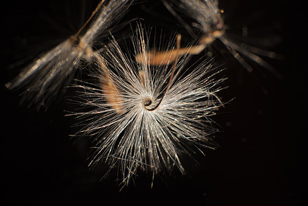 有机玻璃摄影照片_灯火通明的天竺葵种子，长着蓬松的毛发和螺旋状的身体，倒映在黑色有机玻璃中。