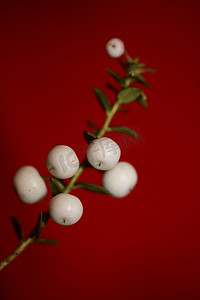 白色圆形 Gaultheria 水果特写植物背景家庭 ericaceae 高品质大尺寸印刷家居装饰店墙海报