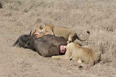 野生狮子哺乳动物吃水牛非洲大草原肯尼亚