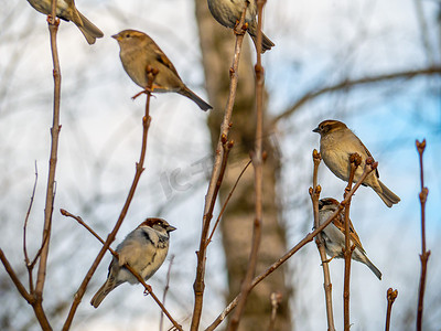 街上棕色的麻雀栖息在树枝上，鸟儿栖息在金合欢树的粗树枝上。