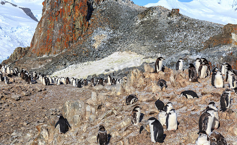 企鹅家庭摄影照片_帽带企鹅家庭成员聚集在岩石上，Half M