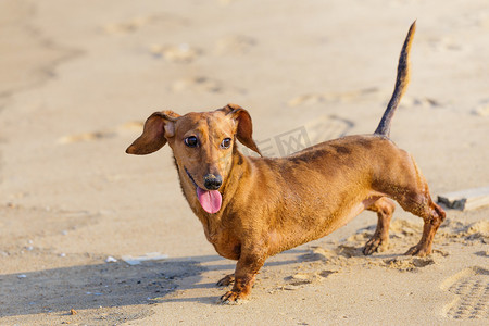 喀什葛尔摄影照片_腊肠狗在海滩