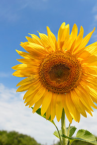 天空背景高清摄影照片_以夏天蓝天为背景的大朵盛开的向日葵，特写。