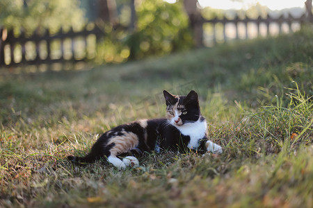 在明媚的阳光下，草地上有趣的五颜六色的印花布猫。
