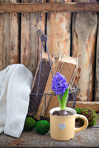 蓝色或紫色春风信子在杯子里，在旧书上，配有手工针织毛衣。