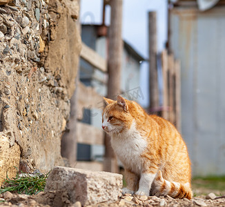 乡村里一只美丽的条纹街头猫。