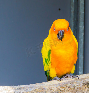 张开嘴摄影照片_詹达亚长尾小鹦鹉坐在树枝上，特写地张开嘴，这是一种来自巴西的热带彩色鸟