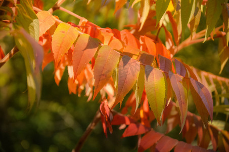 绿色自然背景中的秋红罗文叶