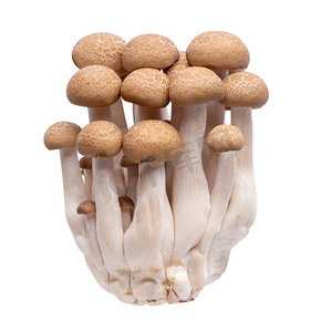 Shimeji 蘑菇棕色品种分离在白色背景
