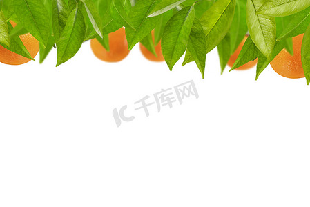叶子中的橘子在白色背景上排成一排。