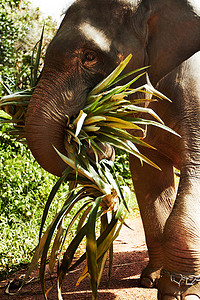 泰国勤劳的大象。