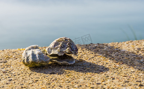 海滩上两个牡蛎壳的特写，流行的贝类，海洋生物背景