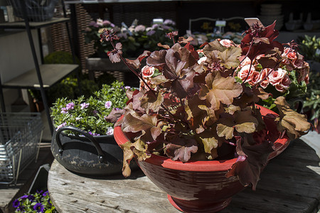 Heuchera Indian Summer 在草坪上，卷曲的叶子是橘橙色。