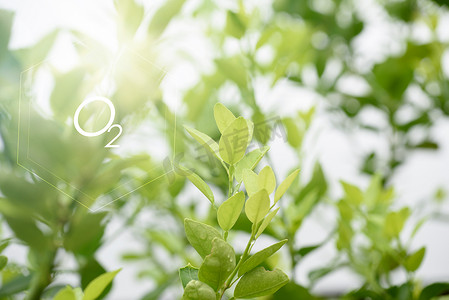 多色立体按钮图标摄影照片_模糊背景下的天然新鲜绿叶和氧气图标