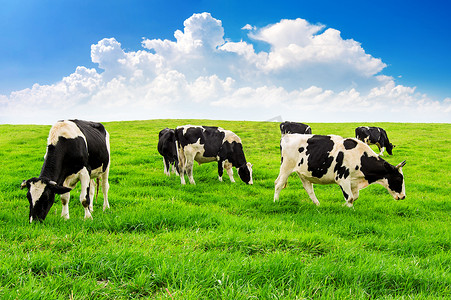 牛在天上摄影照片_牛在绿色的田野和蓝天上。
