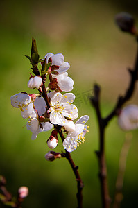 四月杏早午餐上开满白花的春天