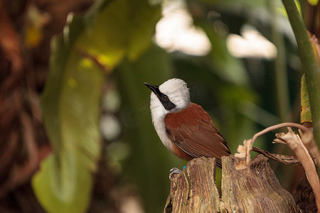 白冠笑鸫（Garrulax leucolophus）