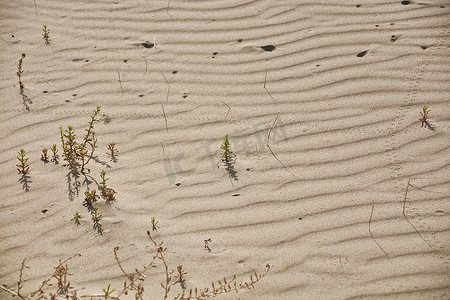 被风吹平的沙子的质感#14