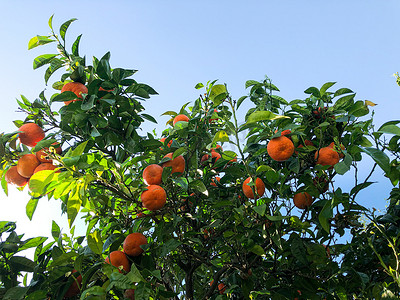 儿童天安门摄影照片_阳光下树上新鲜成熟的橙子