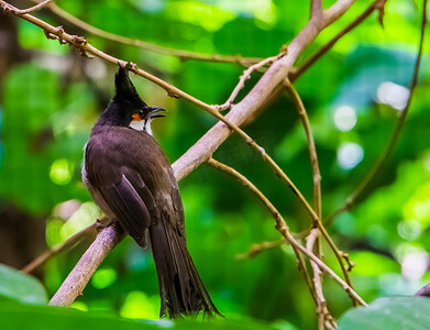 红须鹎坐在树枝上，特写是热带黑冠鸟，来自亚洲的异国动物