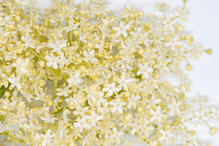 白色樱花摄影照片_白色背景中的白色接骨木花特写