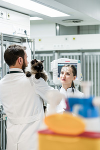 猫兽医摄影照片_宠物诊所重症监护室的兽医与猫