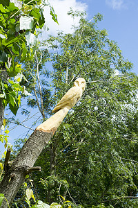 塔伯特公园的猫头鹰树雕刻
