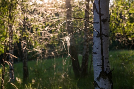 树上的蜘蛛网摄影照片_夏夜森林中桦树上的蜘蛛网，有选择的焦点