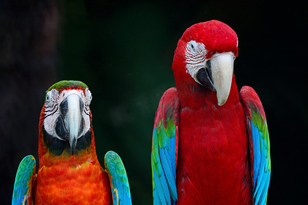 羽毛红色摄影照片_绿翅金刚鹦鹉和丑角金刚鹦鹉