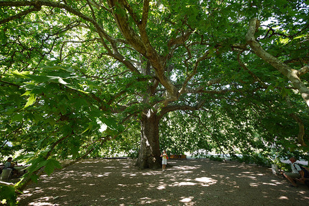 长凳上方宽阔、锯齿状的树冠上有一棵巨大的百年枫树，绿叶