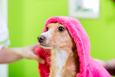 装扮小狗摄影照片_小狗在宠物美容沙龙被狗美发师清洗后