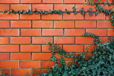 爬山虎背景墙摄影照片_红砖墙上的常春藤植物。