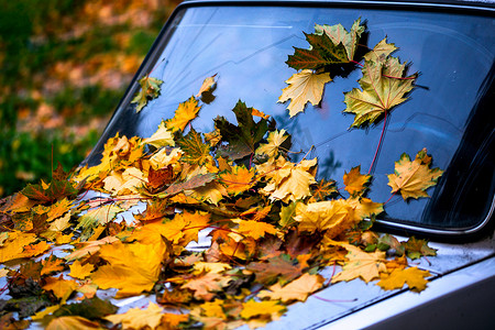 旧汽车引擎盖上有很多落下的枫叶 — 特写秋季背景，有选择的焦点