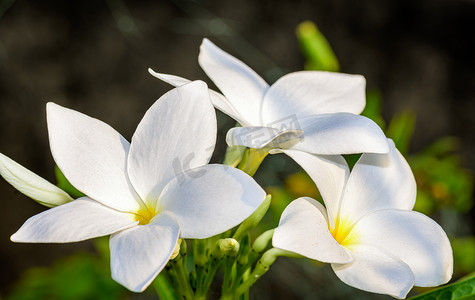 鹅掌摄影照片_美丽的白色新娘花束、鸡蛋花流的特写