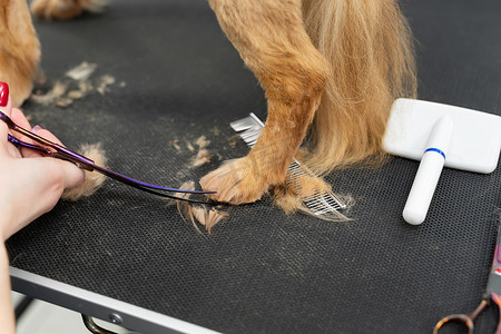 美容师用剪刀修剪狗爪上的毛发的特写镜头。