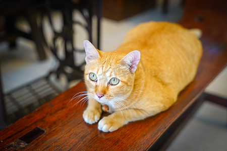 胖橘猫盯着天花板