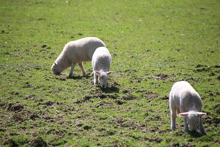 威尔士春天的羊、妈妈和小羊。