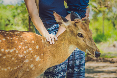 母子在热带动物园用手喂美丽的鹿