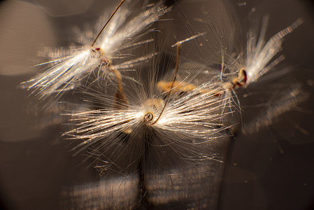 有机玻璃摄影照片_明亮的天竺葵种子，有着蓬松的毛发和螺旋状的身体，倒映在黑色有机玻璃中。